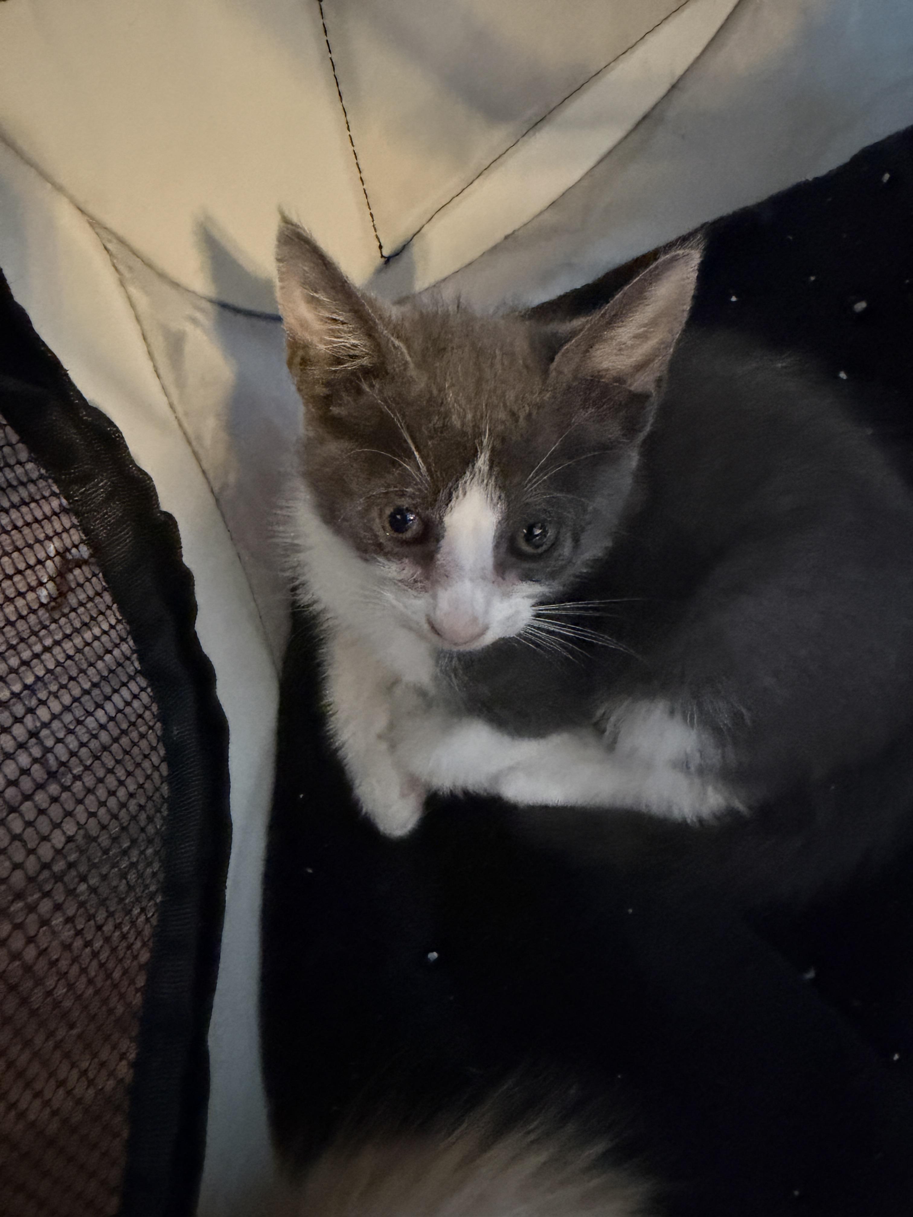 Enlarge York, a Adoptable Domestic Medium Hair in Honolulu, HI image 2/2