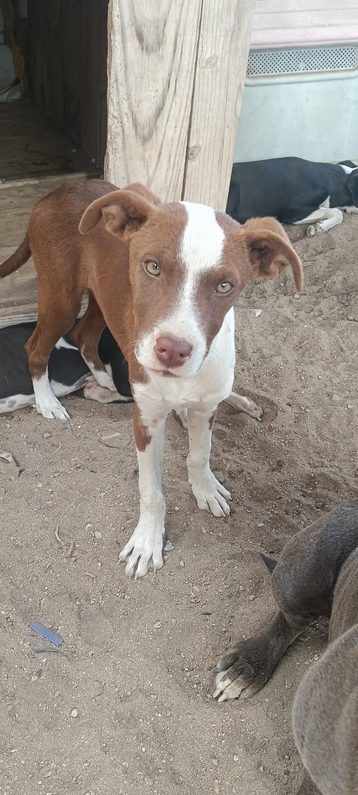 Cocoa, ADOPTABLE, Young Male Labrador Retriever.