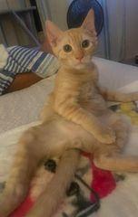 Pocky, Adoptable, Adult Male Domestic Short Hair.