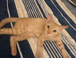 Enlarge Pocky, a Adoptable mixed breed in San Jacinto, CA image 1/6