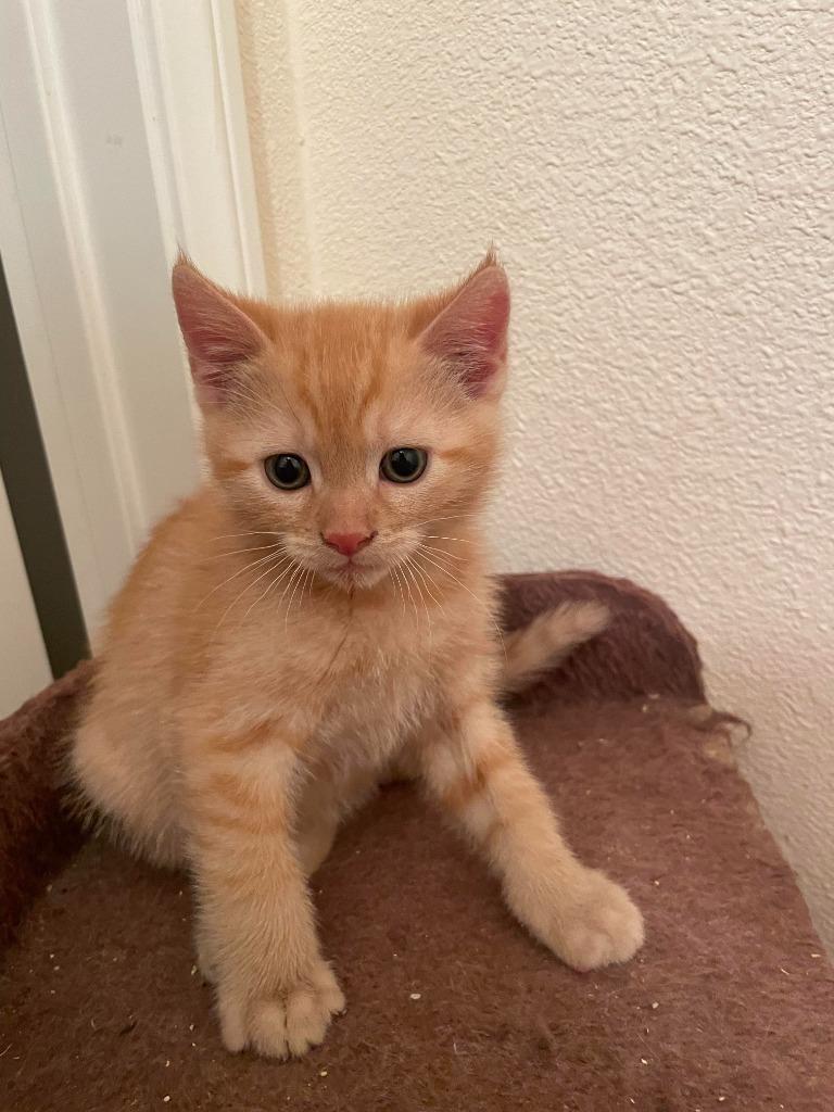 Enlarge Pocky, a Adoptable mixed breed in San Jacinto, CA image 2/6