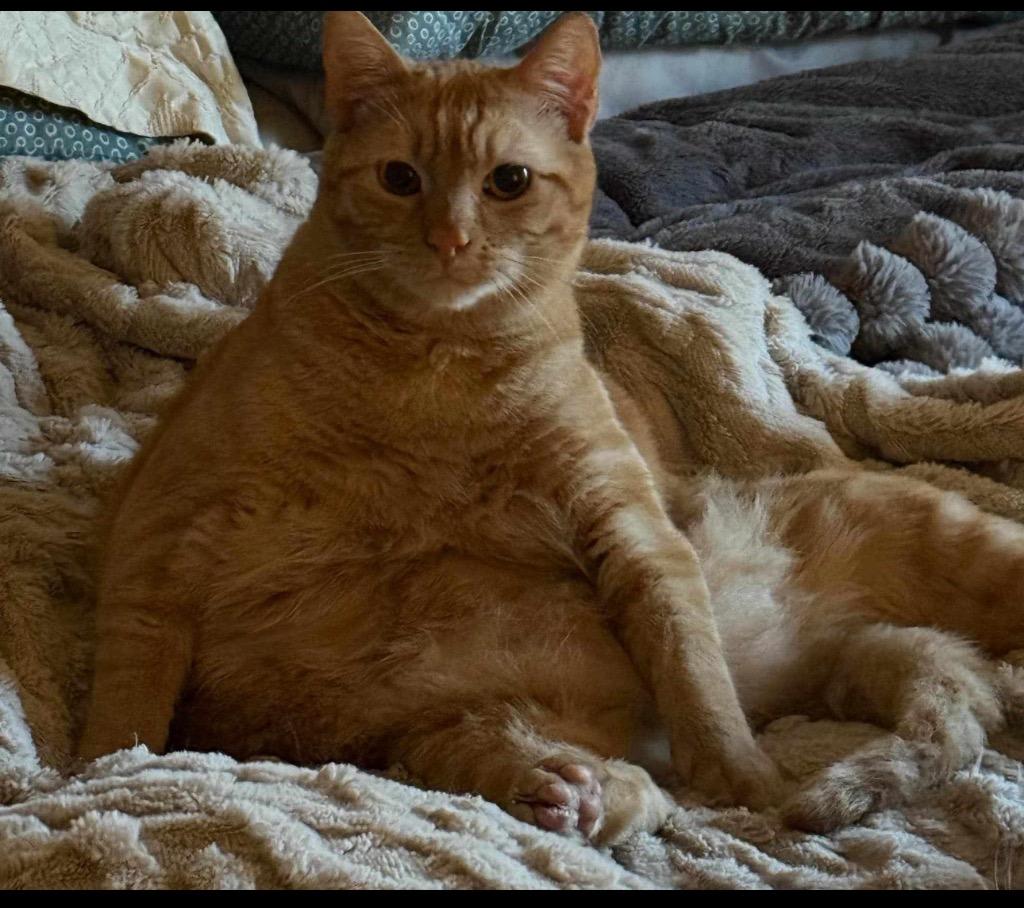 Enlarge Pocky, a Adoptable mixed breed in San Jacinto, CA image 5/6