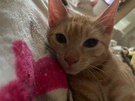 Enlarge Pocky, a Adoptable mixed breed in San Jacinto, CA image 5/6