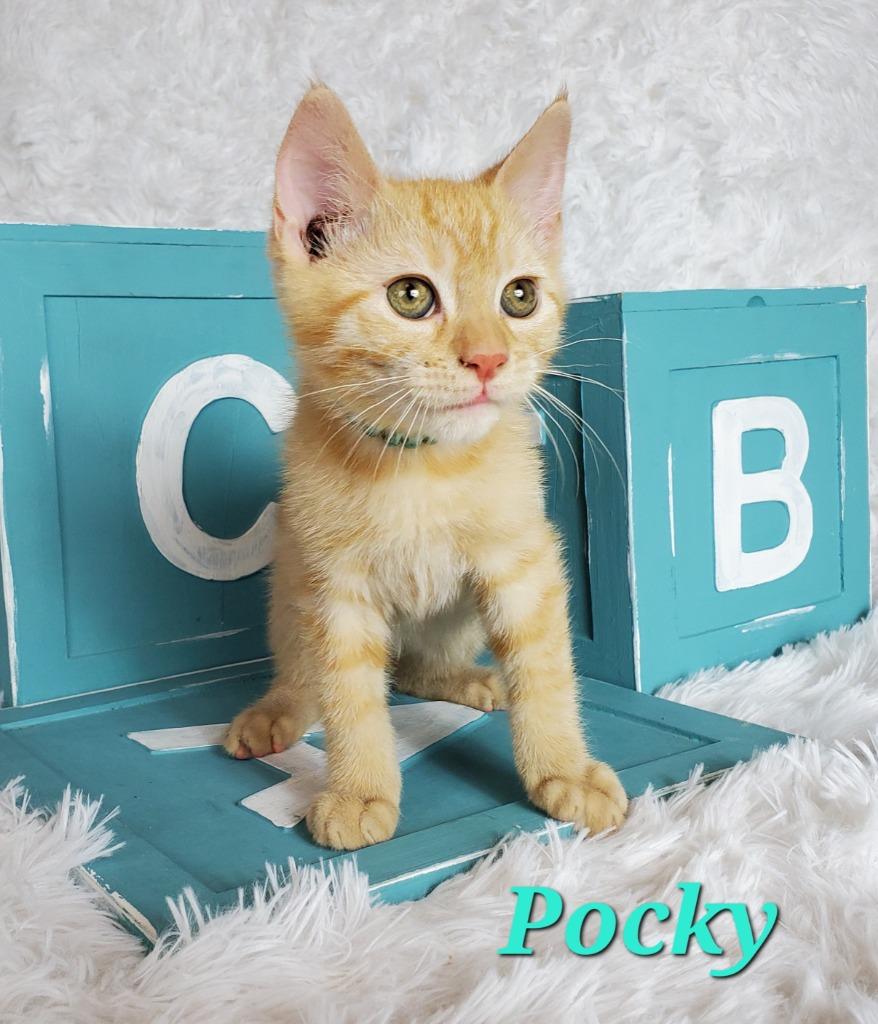 Enlarge Pocky, a Adoptable mixed breed in San Jacinto, CA image 6/6
