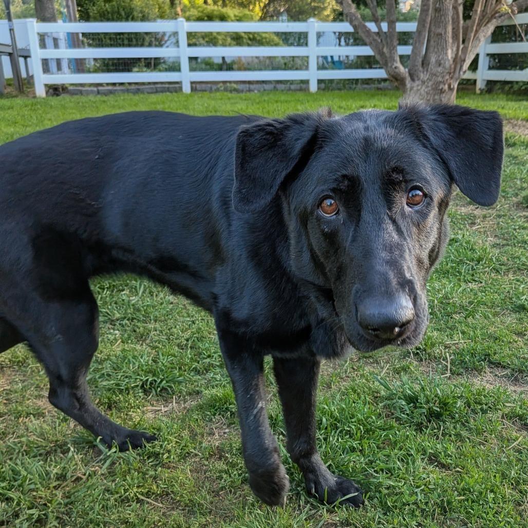 Enlarge Mone, a Adoptable mixed breed in Wake Forest, NC image 1/6