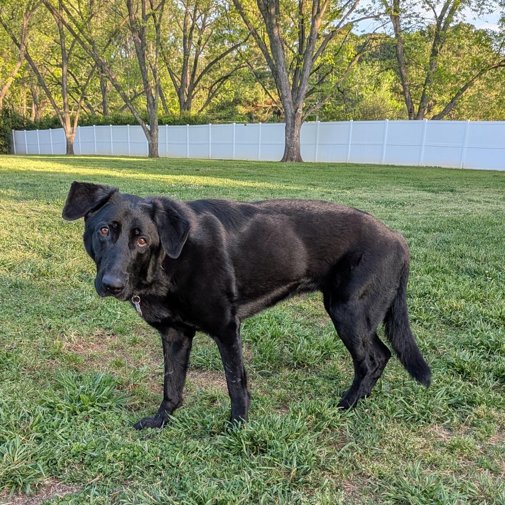 Enlarge Mone, a Adoptable mixed breed in Wake Forest, NC image 2/6