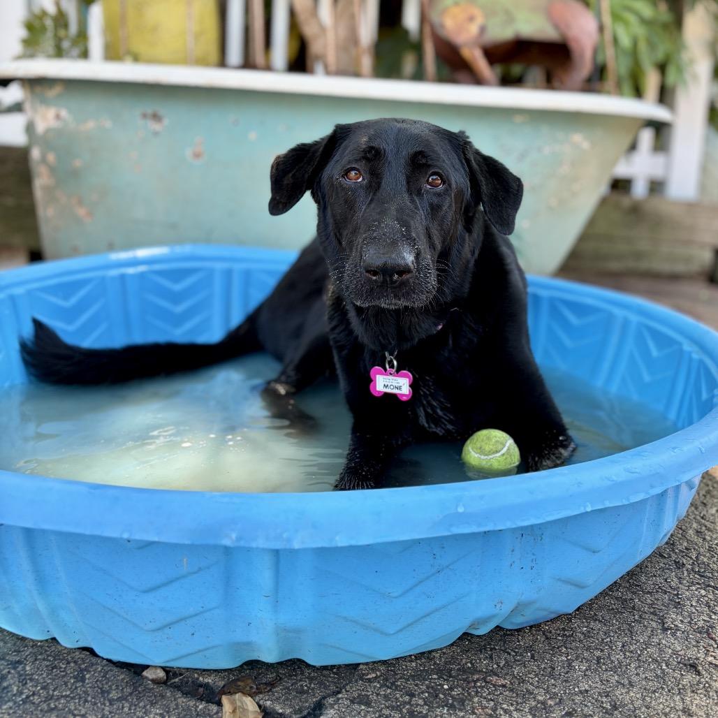 Enlarge Mone, a Adoptable mixed breed in Wake Forest, NC image 3/6