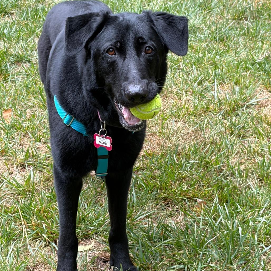 Enlarge Mone, a Adoptable mixed breed in Wake Forest, NC image 4/6