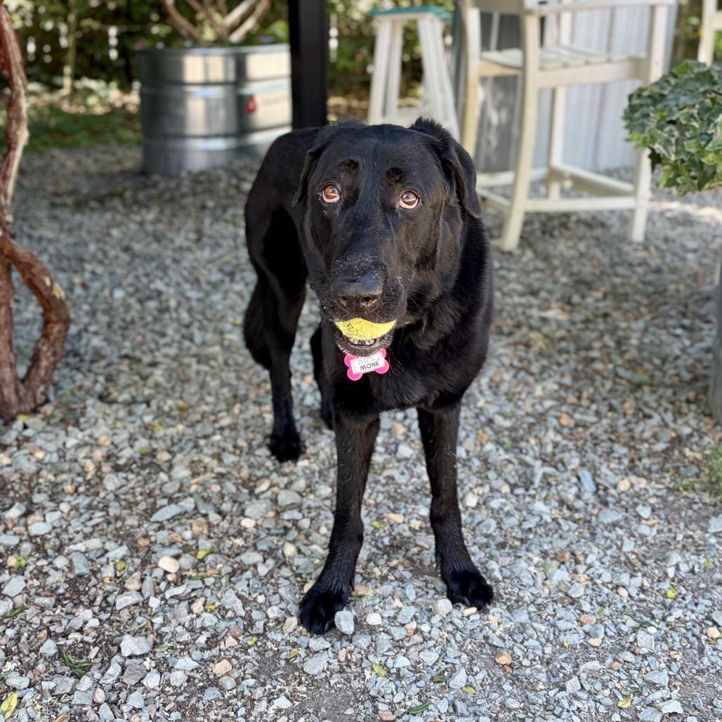 Enlarge Mone, a Adoptable mixed breed in Wake Forest, NC image 5/6