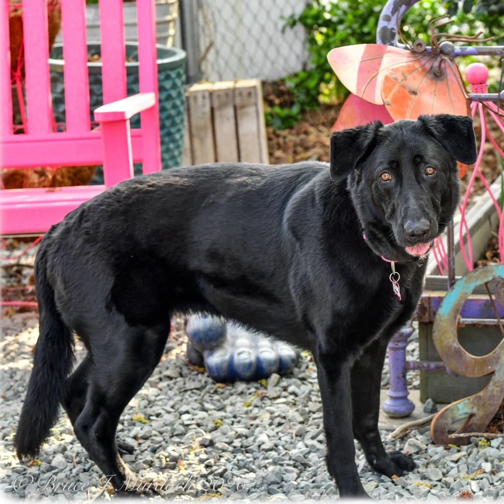 Enlarge Mone, a Adoptable mixed breed in Wake Forest, NC image 6/6