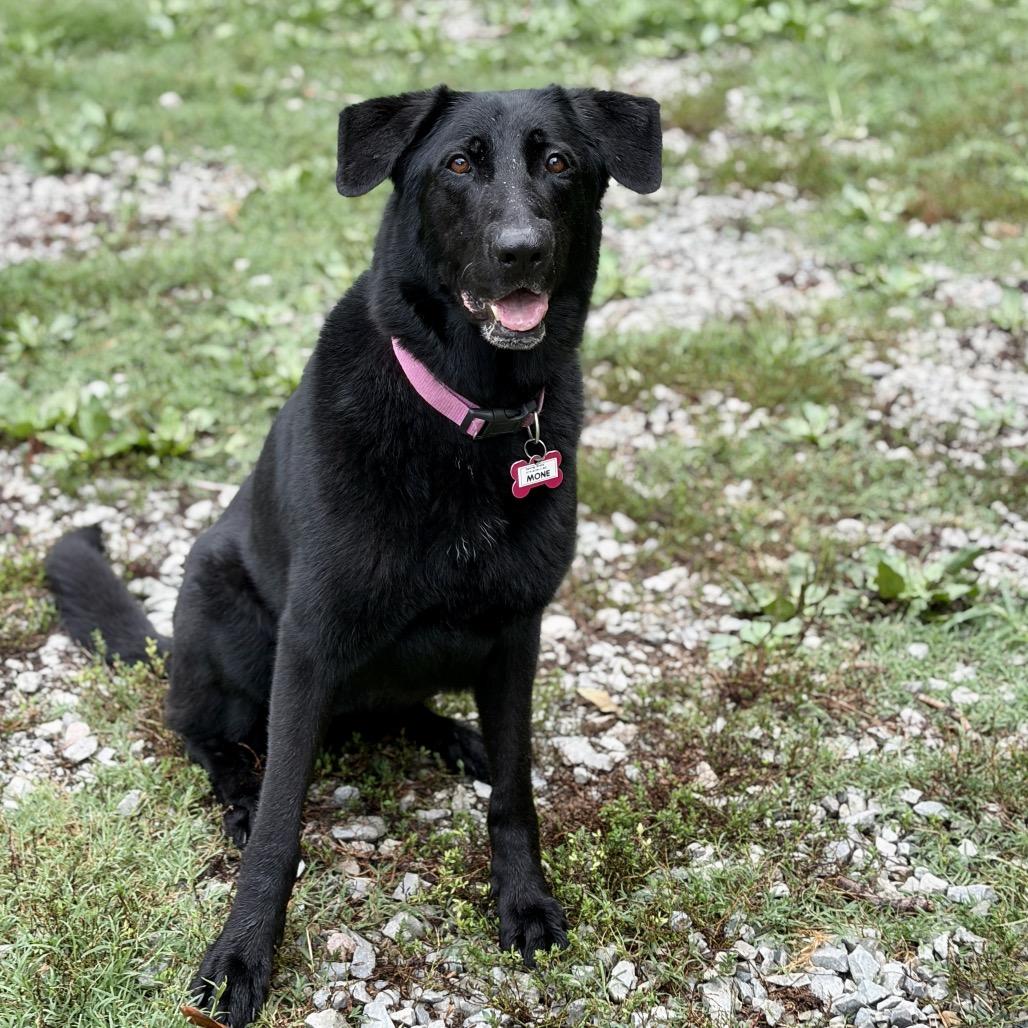 Enlarge Mone, a Adoptable mixed breed in Wake Forest, NC image 5/6