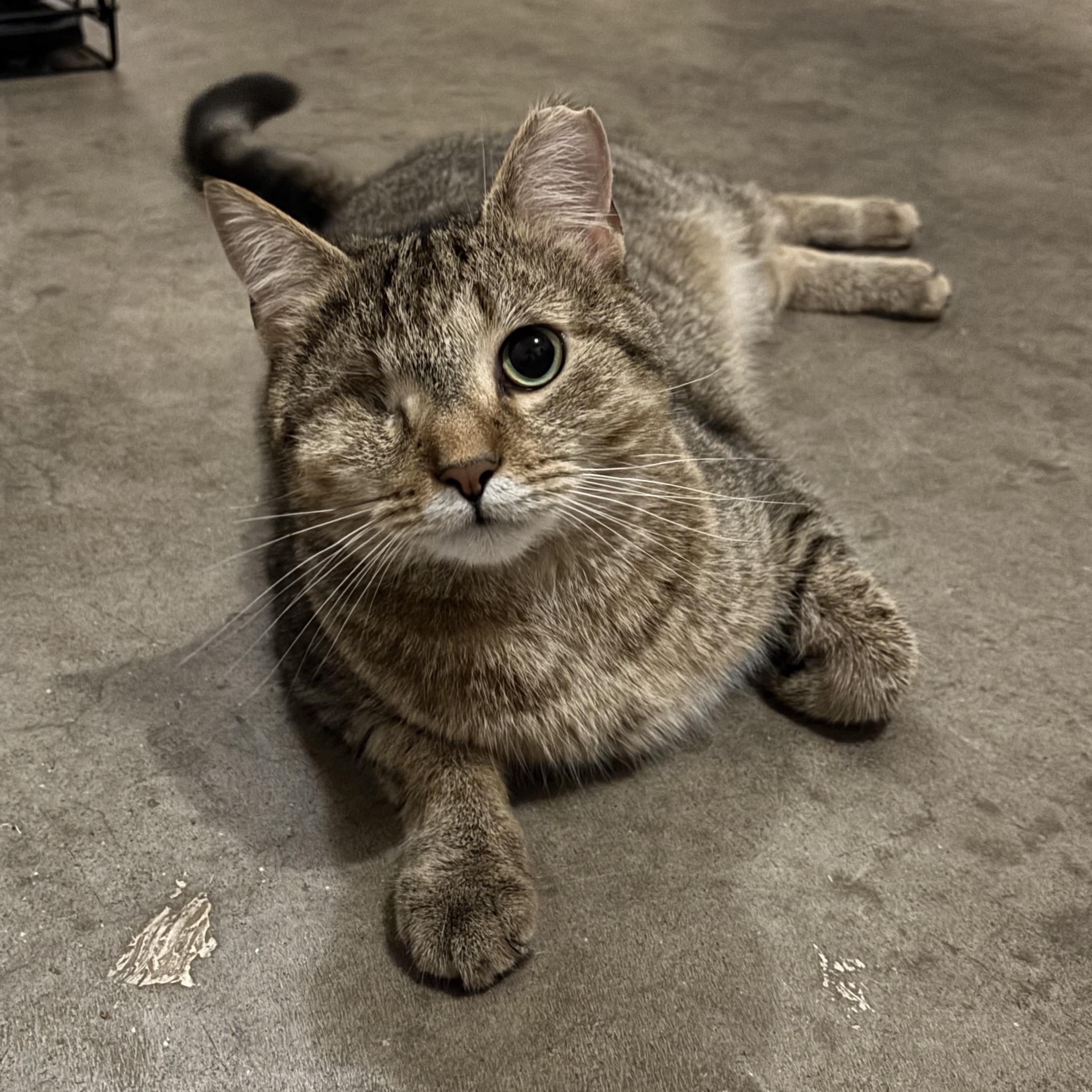 Willow, a Adoptable Domestic Short Hair in Plainville, CT image 2/3