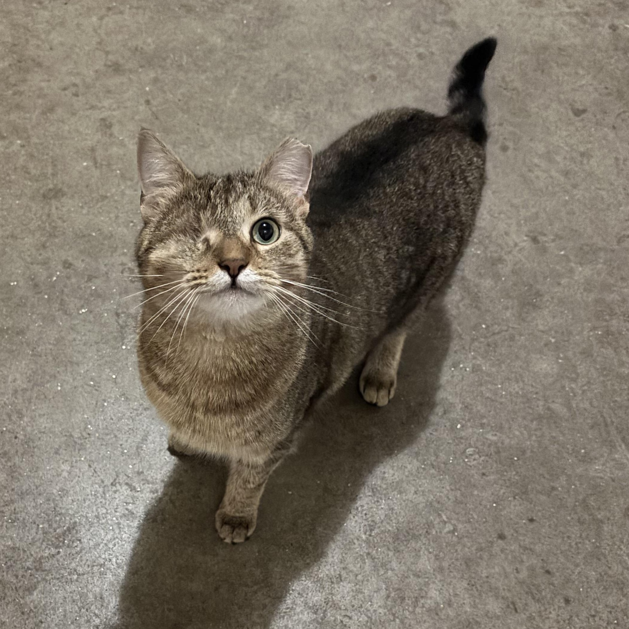 Willow, Adoptable, Adult Female Domestic Short Hair.