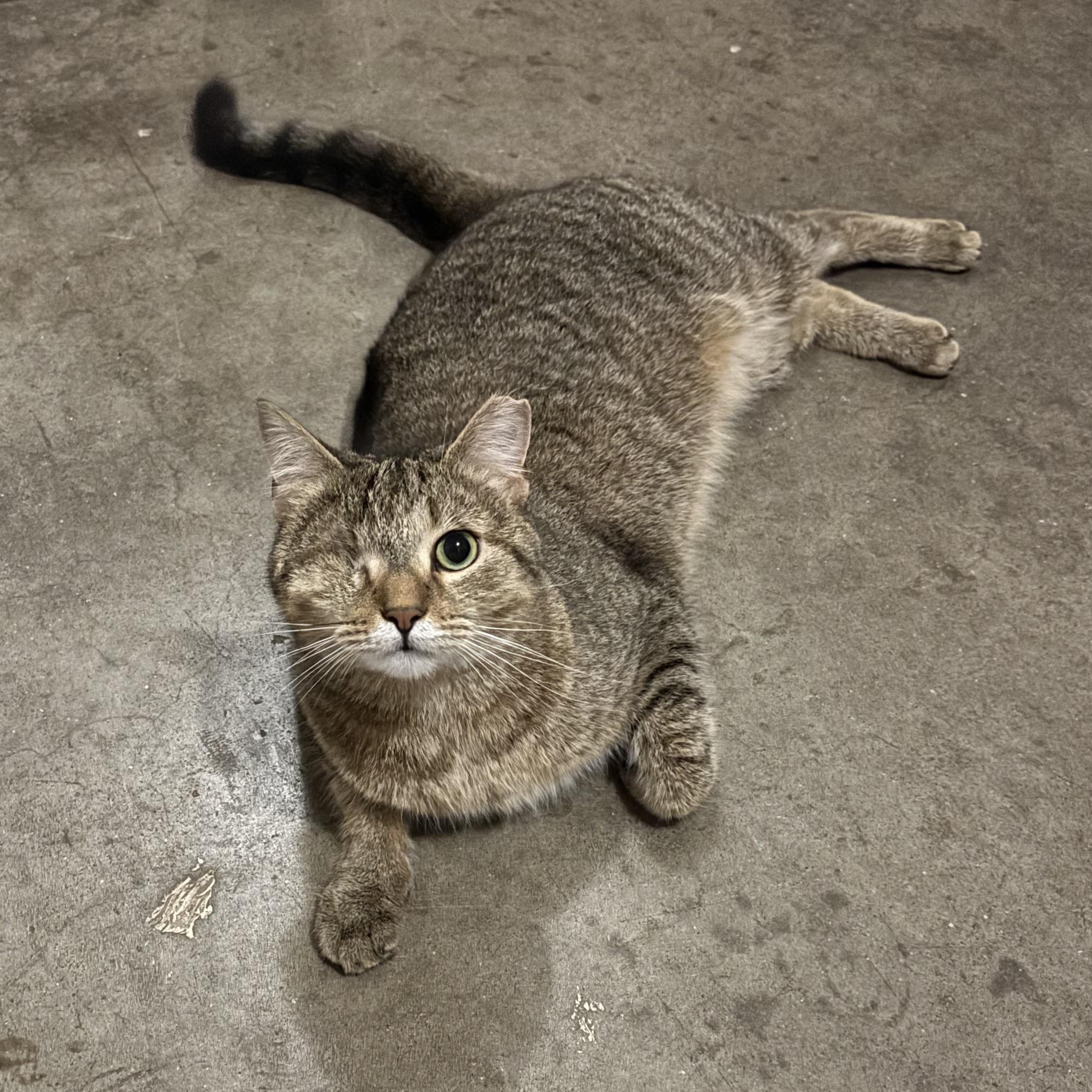 Willow, a Adoptable Domestic Short Hair in Plainville, CT image 3/3