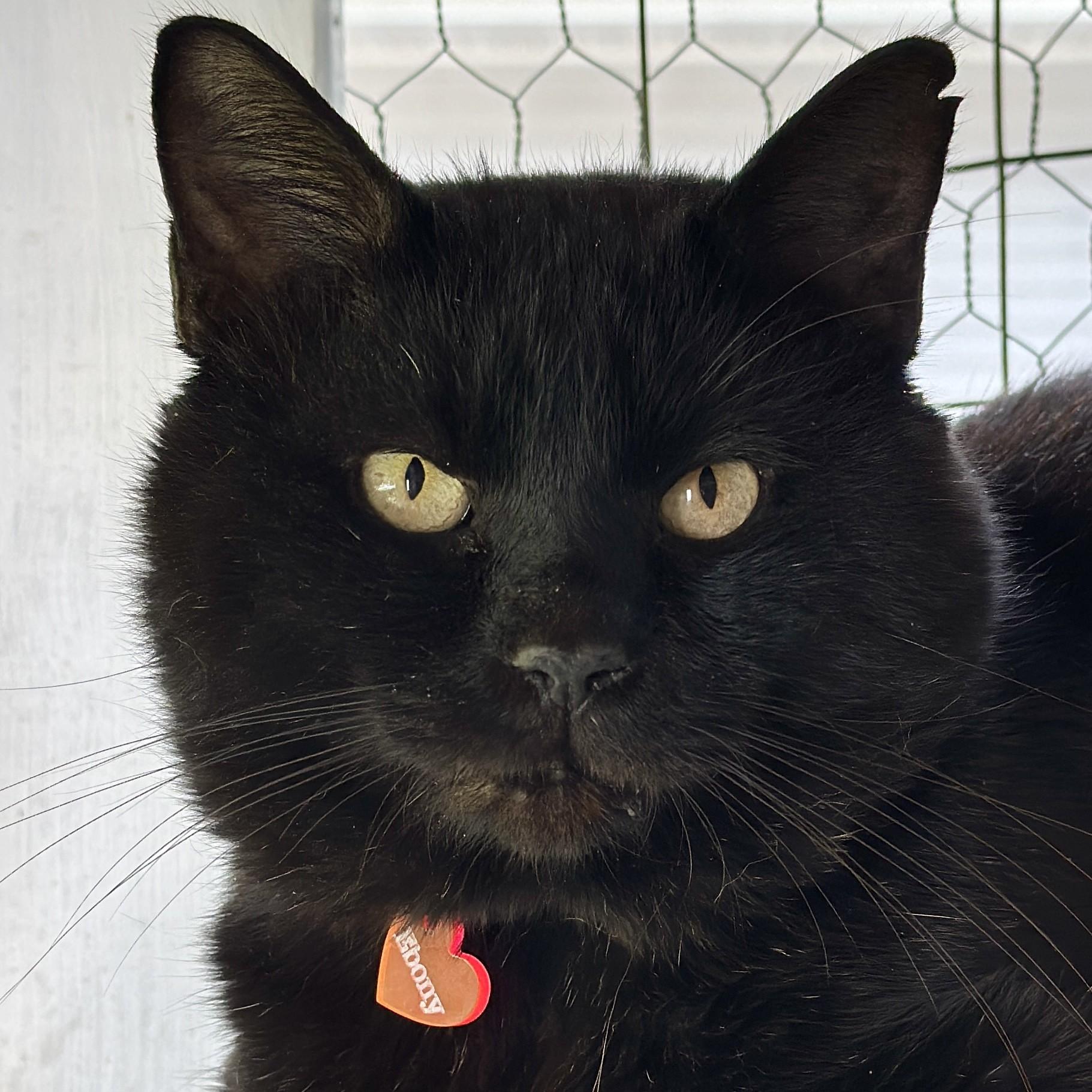 Ebony, Adoptable, Adult Male Domestic Short Hair.