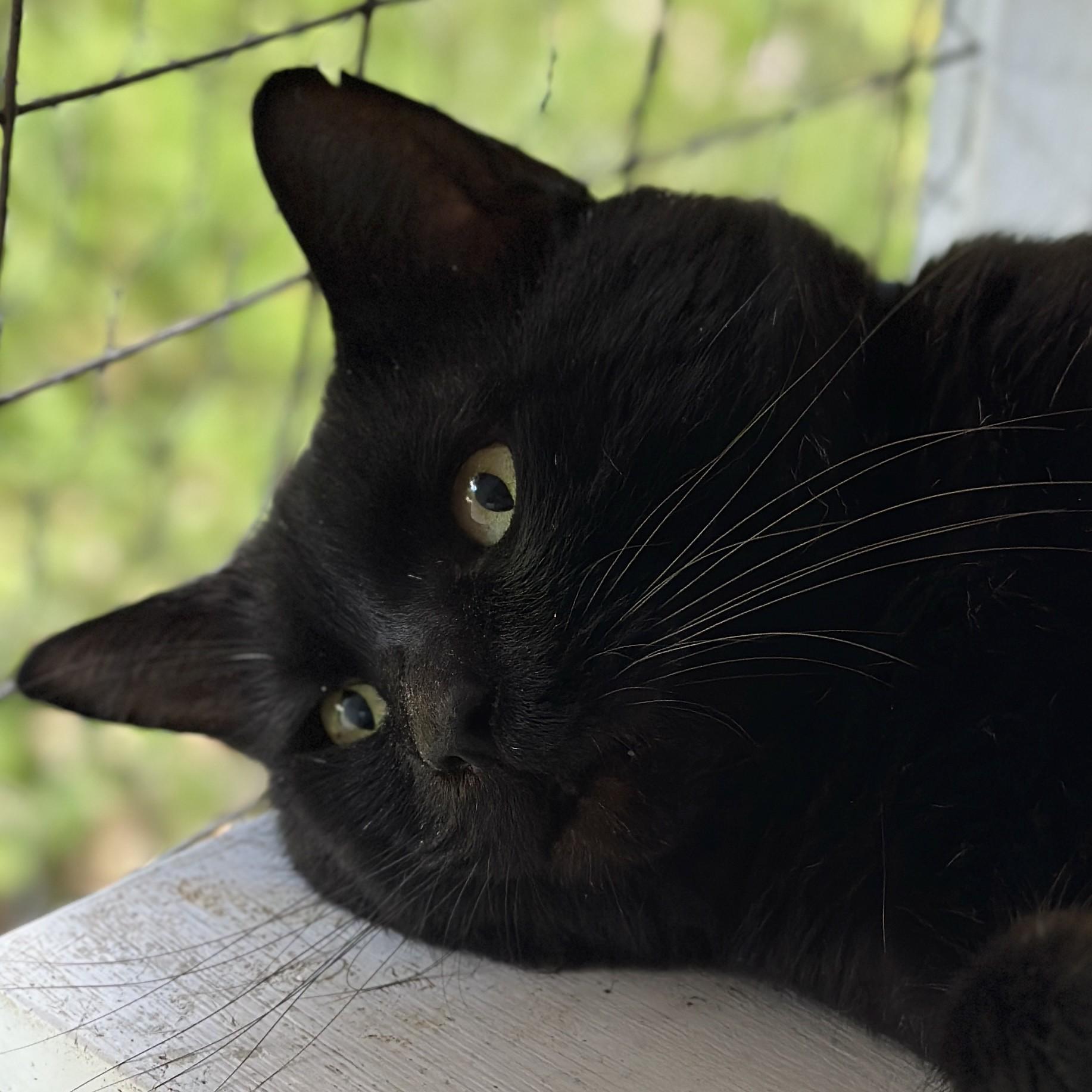 Enlarge Ebony, a Adoptable Domestic Short Hair in Victor, NY image 3/6