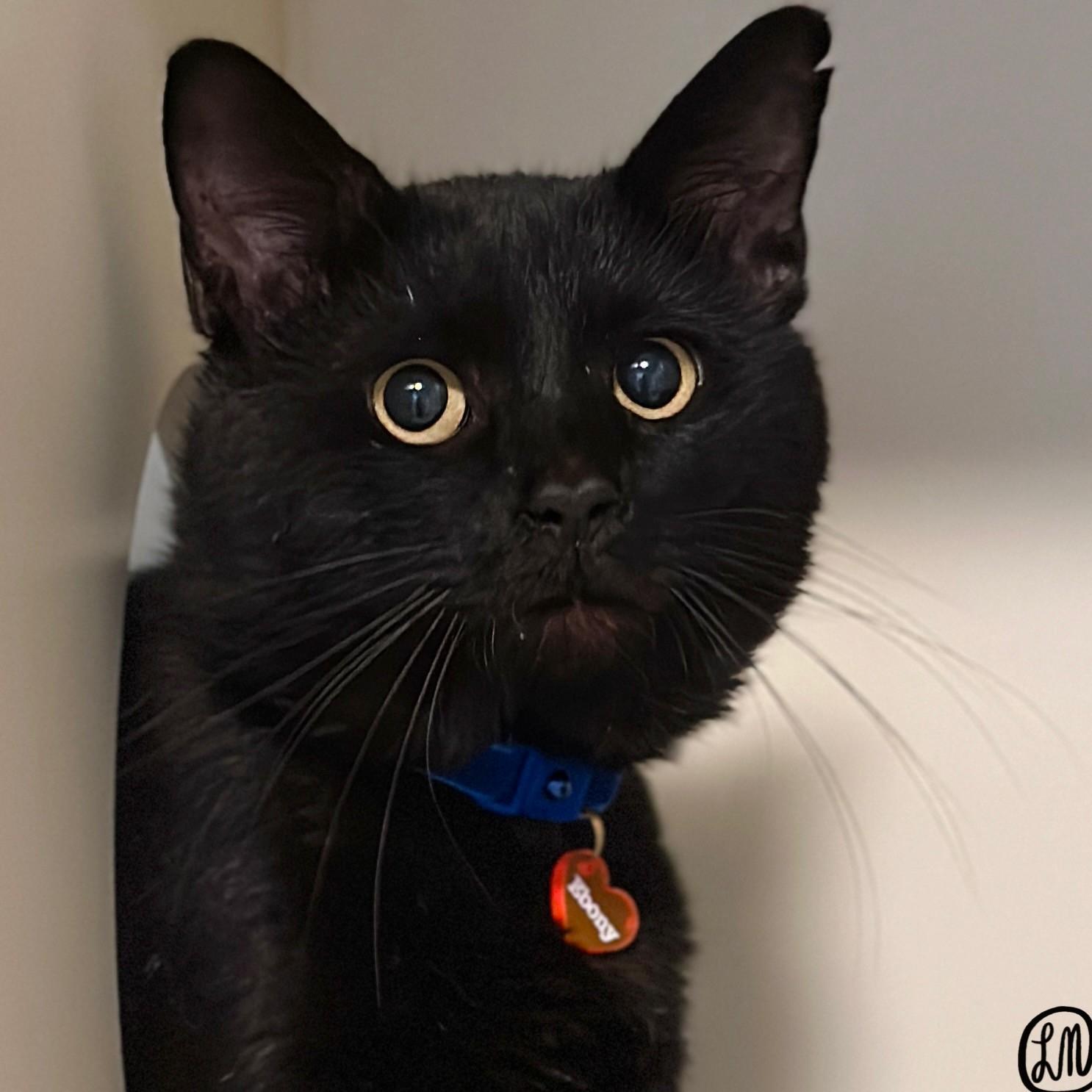 Enlarge Ebony, a Adoptable Domestic Short Hair in Victor, NY image 2/6
