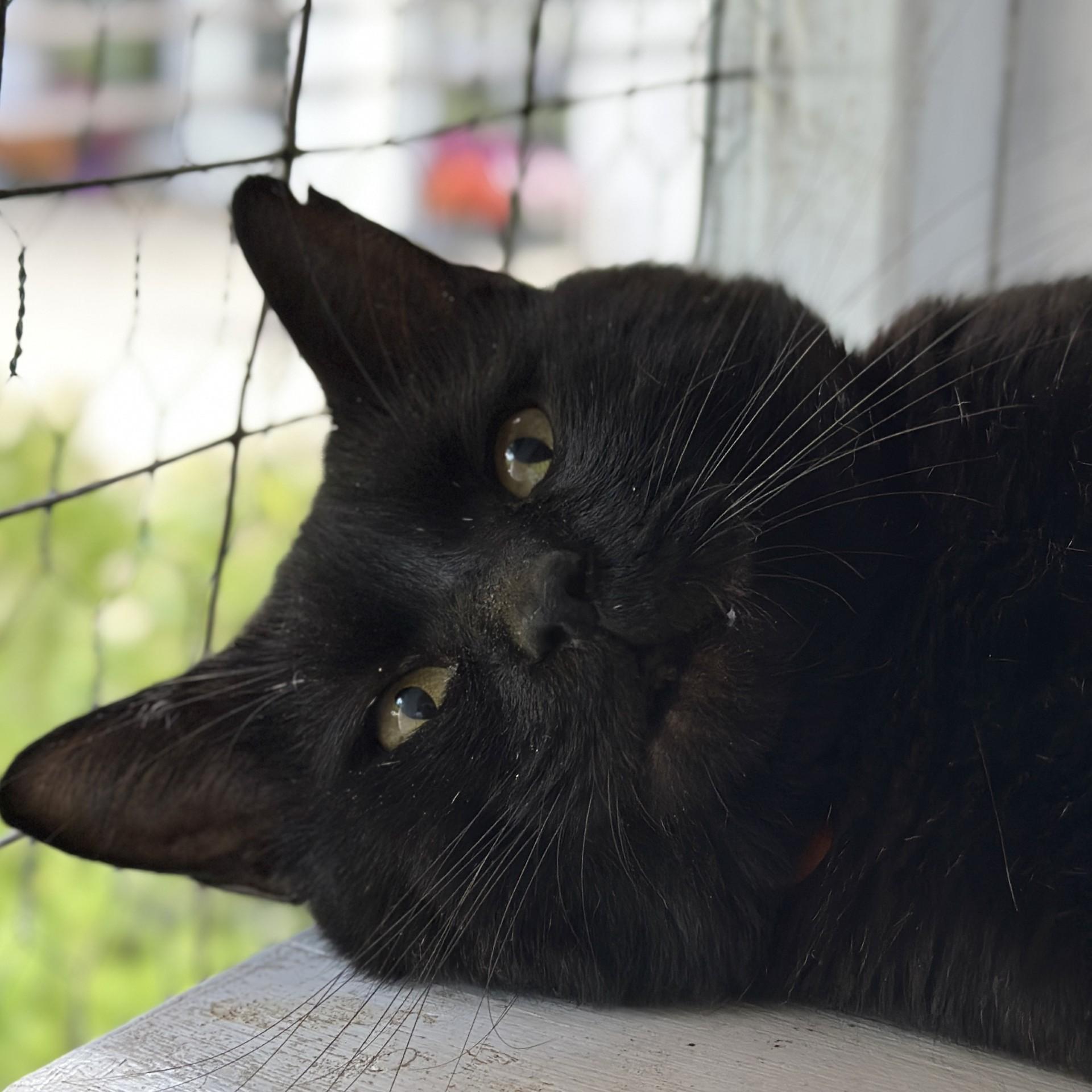 Enlarge Ebony, a Adoptable Domestic Short Hair in Victor, NY image 5/6