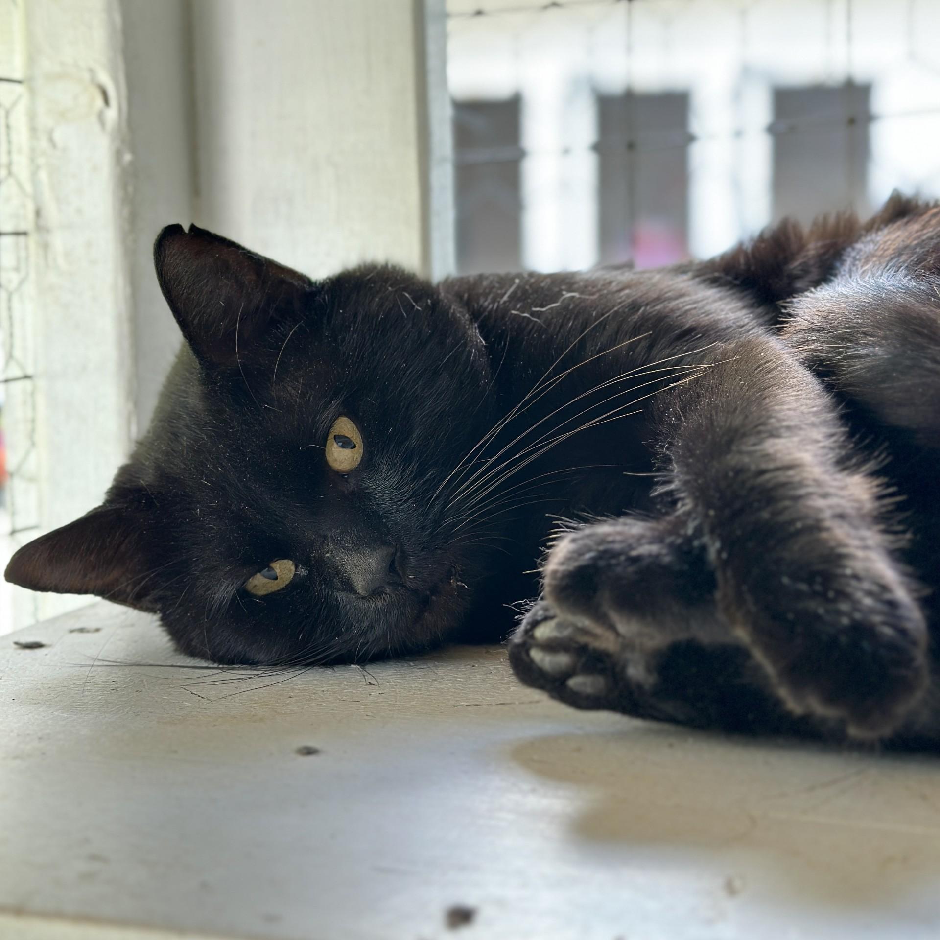Enlarge Ebony, a Adoptable Domestic Short Hair in Victor, NY image 4/6