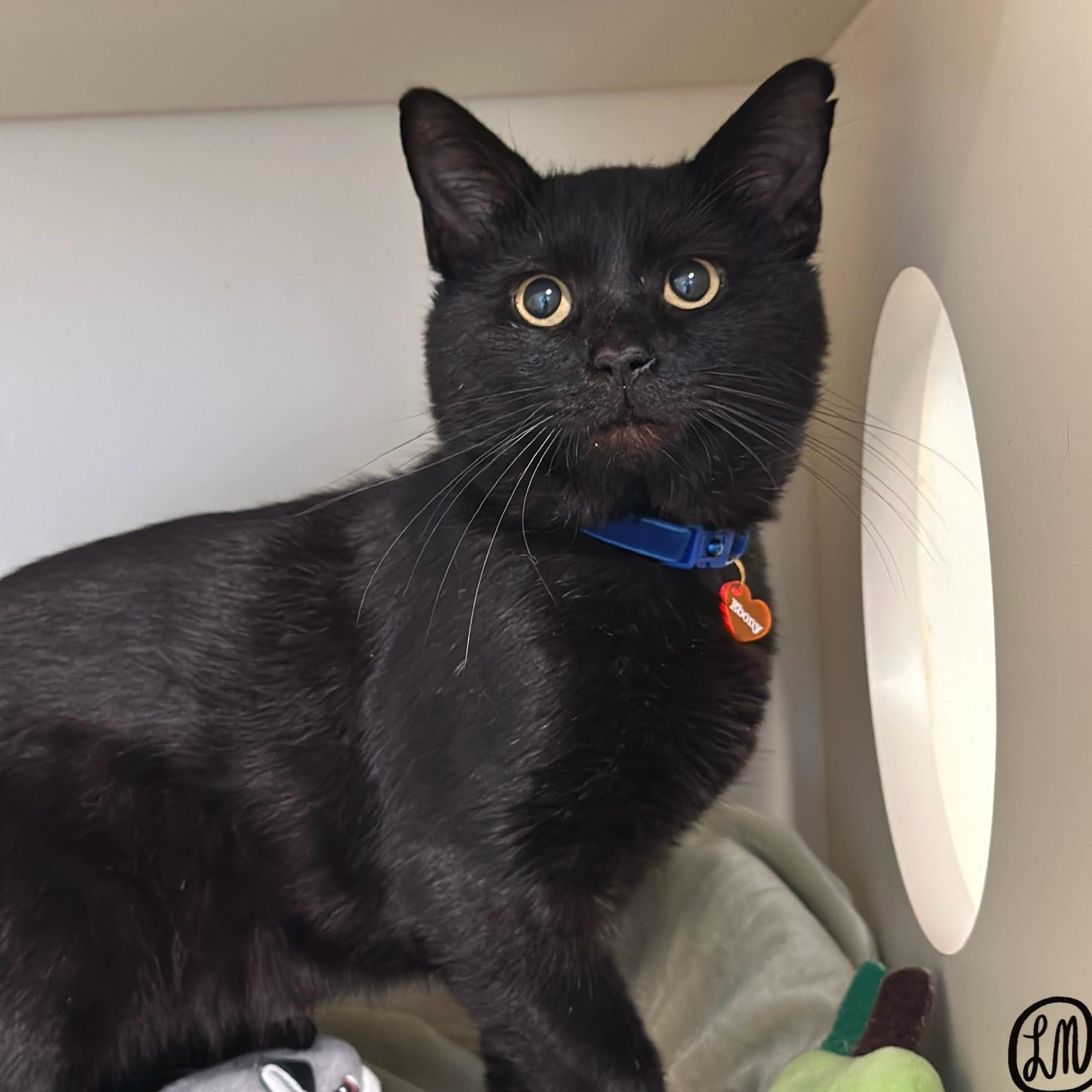 Enlarge Ebony, a Adoptable Domestic Short Hair in Victor, NY image 6/6