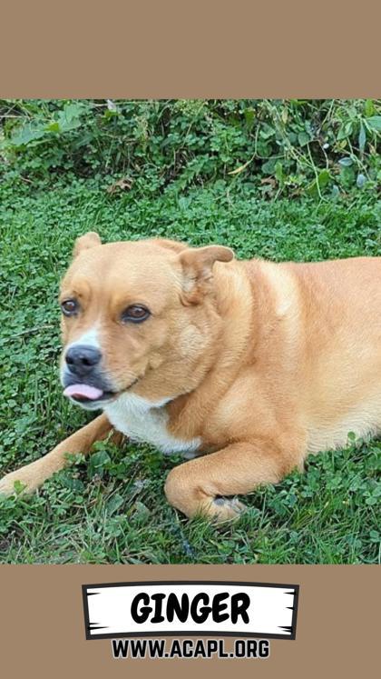 Enlarge Ginger, a Adoptable mixed breed in Ashtabula, OH image 1/3