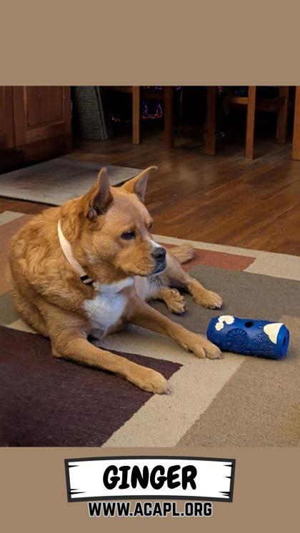 Enlarge Ginger, a Adoptable mixed breed in Ashtabula, OH image 2/3