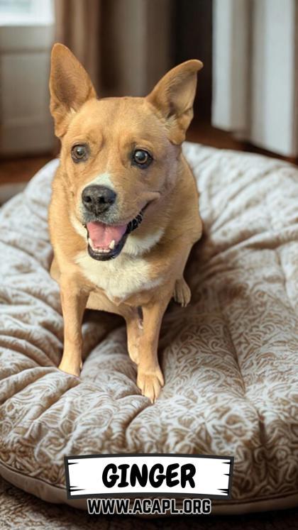 Enlarge Ginger, a Adoptable mixed breed in Ashtabula, OH image 3/3