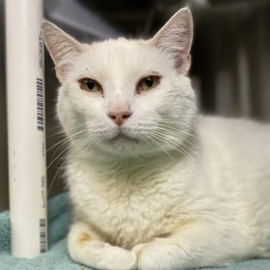 Enlarge Macho Man, a Adoptable mixed breed in Palm Springs, CA image 1/4