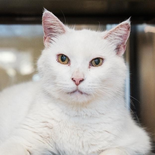 Enlarge Macho Man, a Adoptable mixed breed in Palm Springs, CA image 2/4