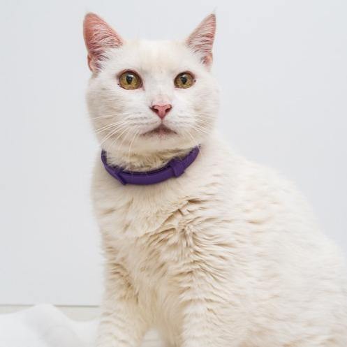 Enlarge Macho Man, a Adoptable mixed breed in Palm Springs, CA image 2/4