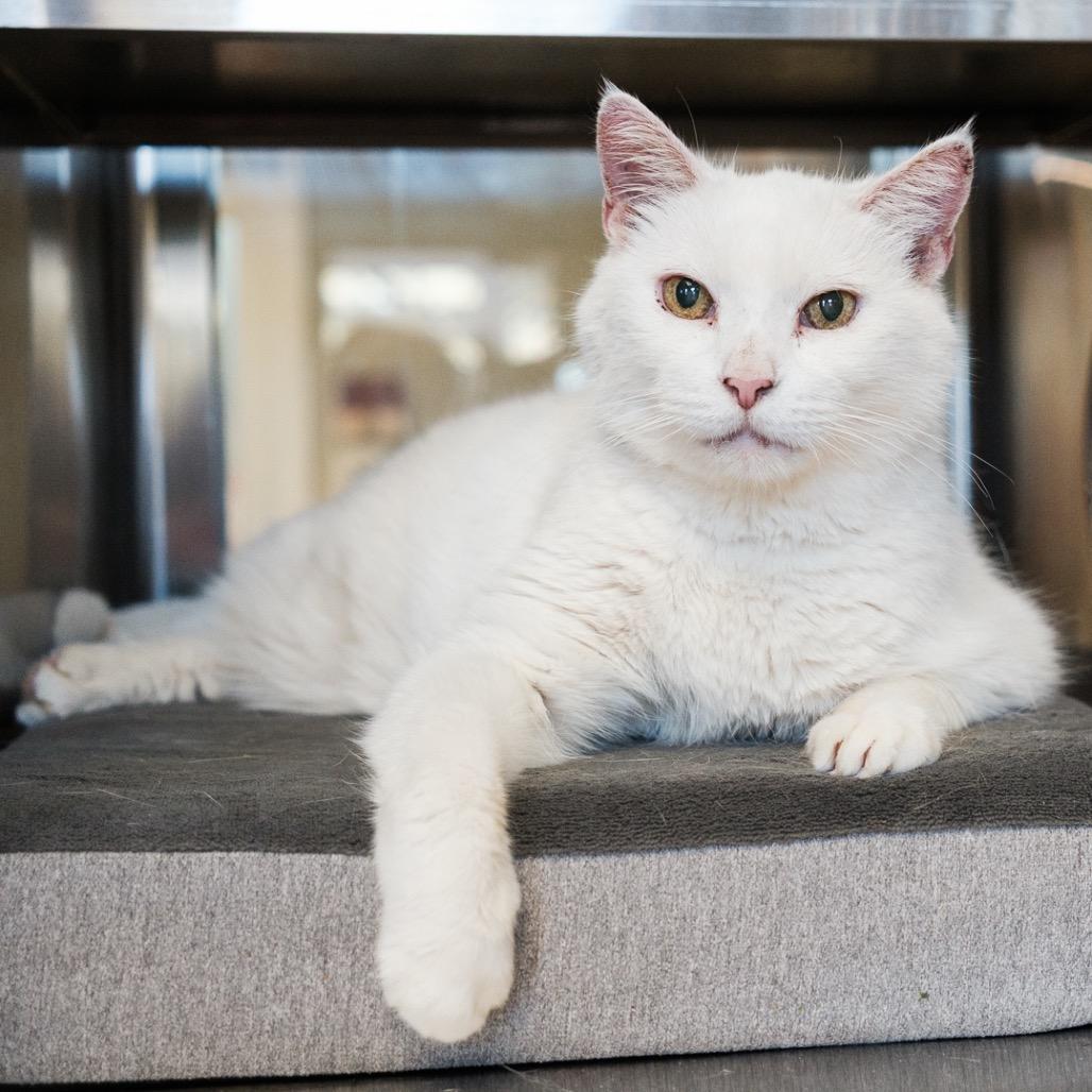 Enlarge Macho Man, a Adoptable mixed breed in Palm Springs, CA image 3/4