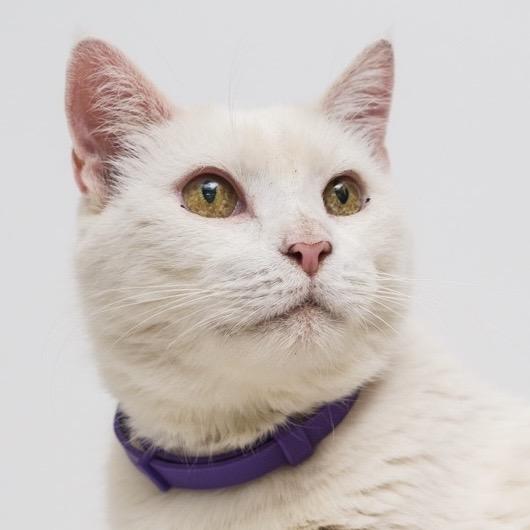 Enlarge Macho Man, a Adoptable mixed breed in Palm Springs, CA image 4/4