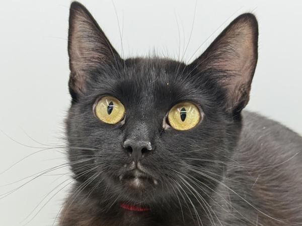 Enlarge Aqua, a Adoptable mixed breed in Portland, OR image 1/1