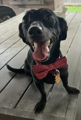 Enlarge Georgie, a ADOPTABLE Dachshund in Colleyville, TX image 1/1
