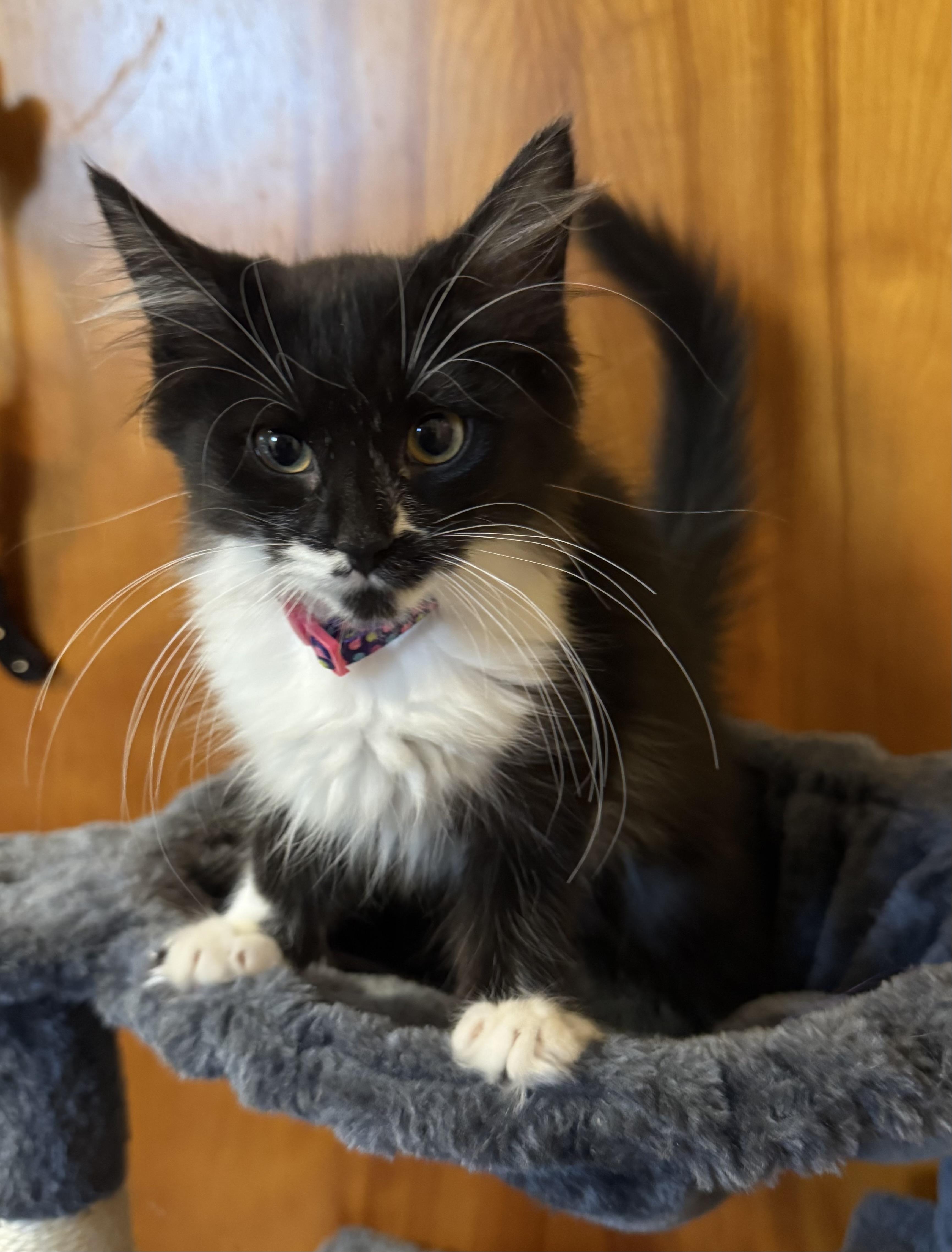 Siren, a Adoptable American Shorthair in Massillon, OH image 1/3