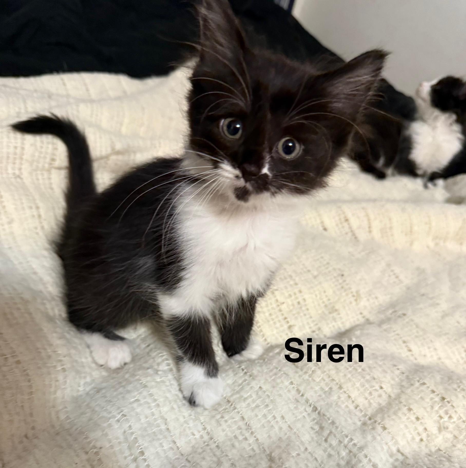 Siren, a Adoptable American Shorthair in Massillon, OH image 2/3