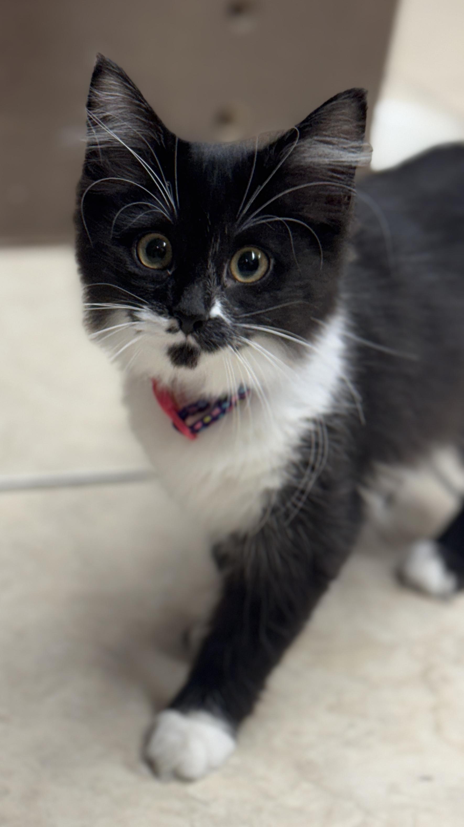 Siren, a Adoptable American Shorthair in Massillon, OH image 3/3