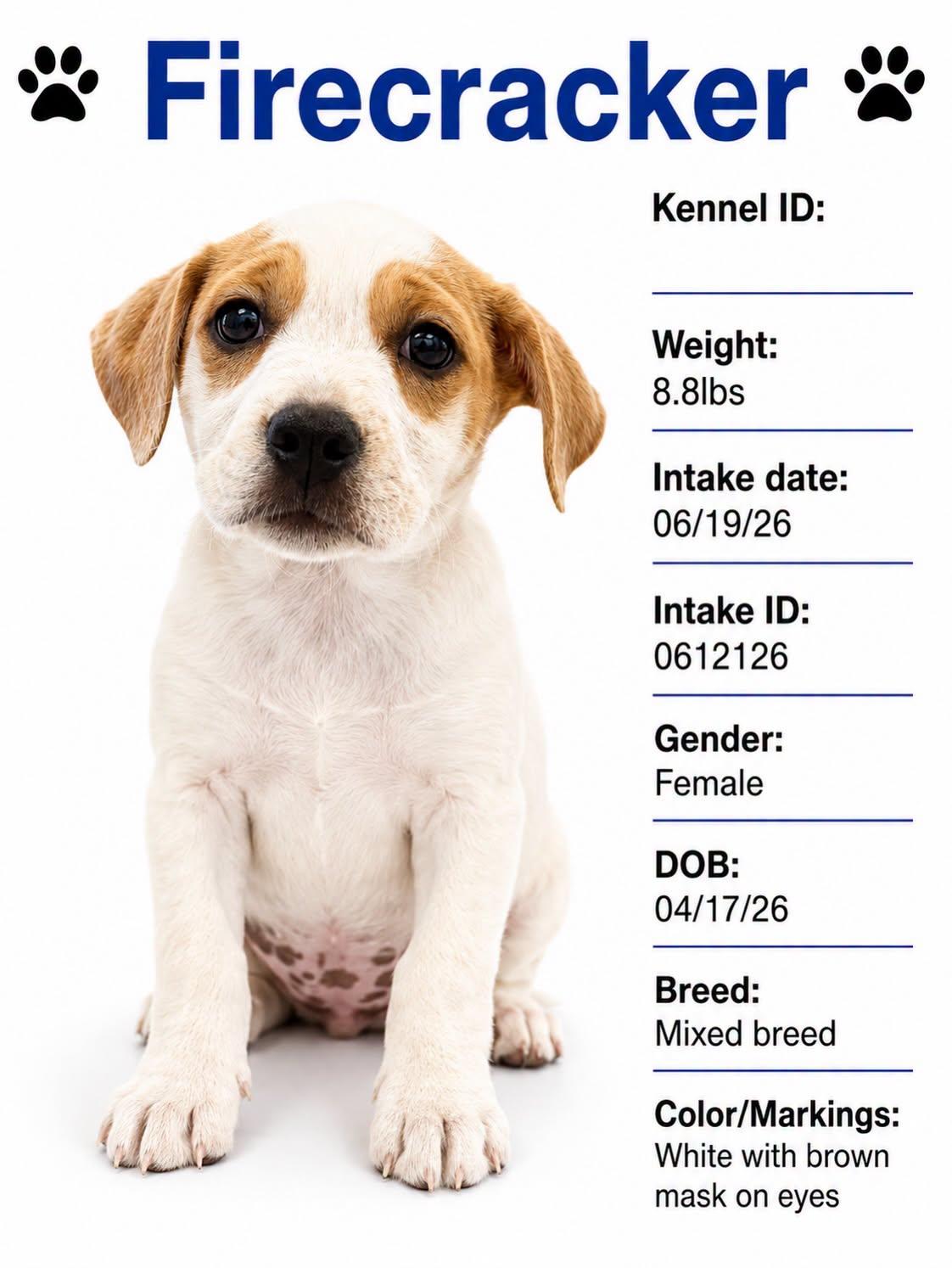 Firecracker, Adoptable, Puppy Female Mixed Breed.