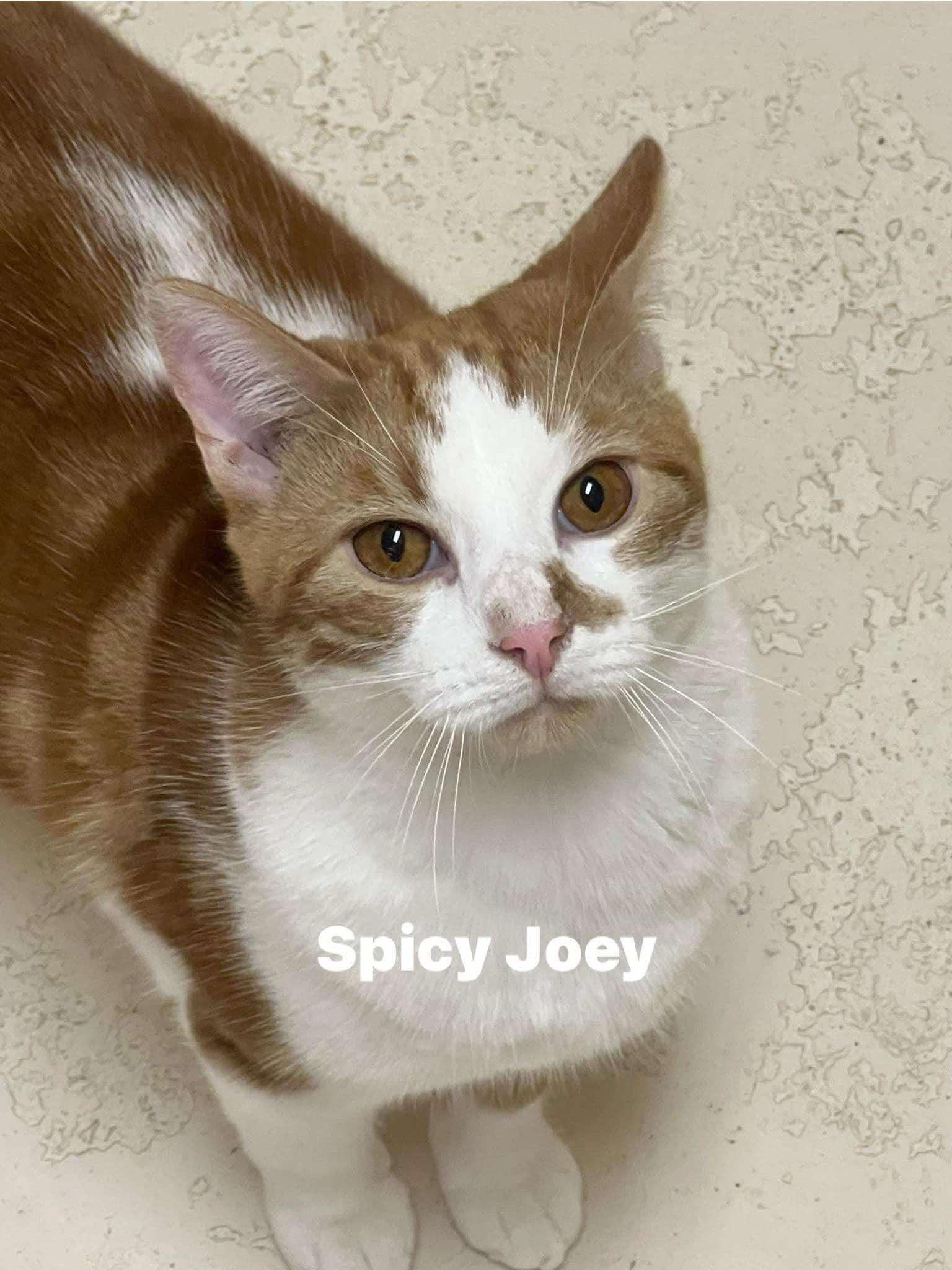 Spicy Joe, Adoptable, Young Male Domestic Short Hair.