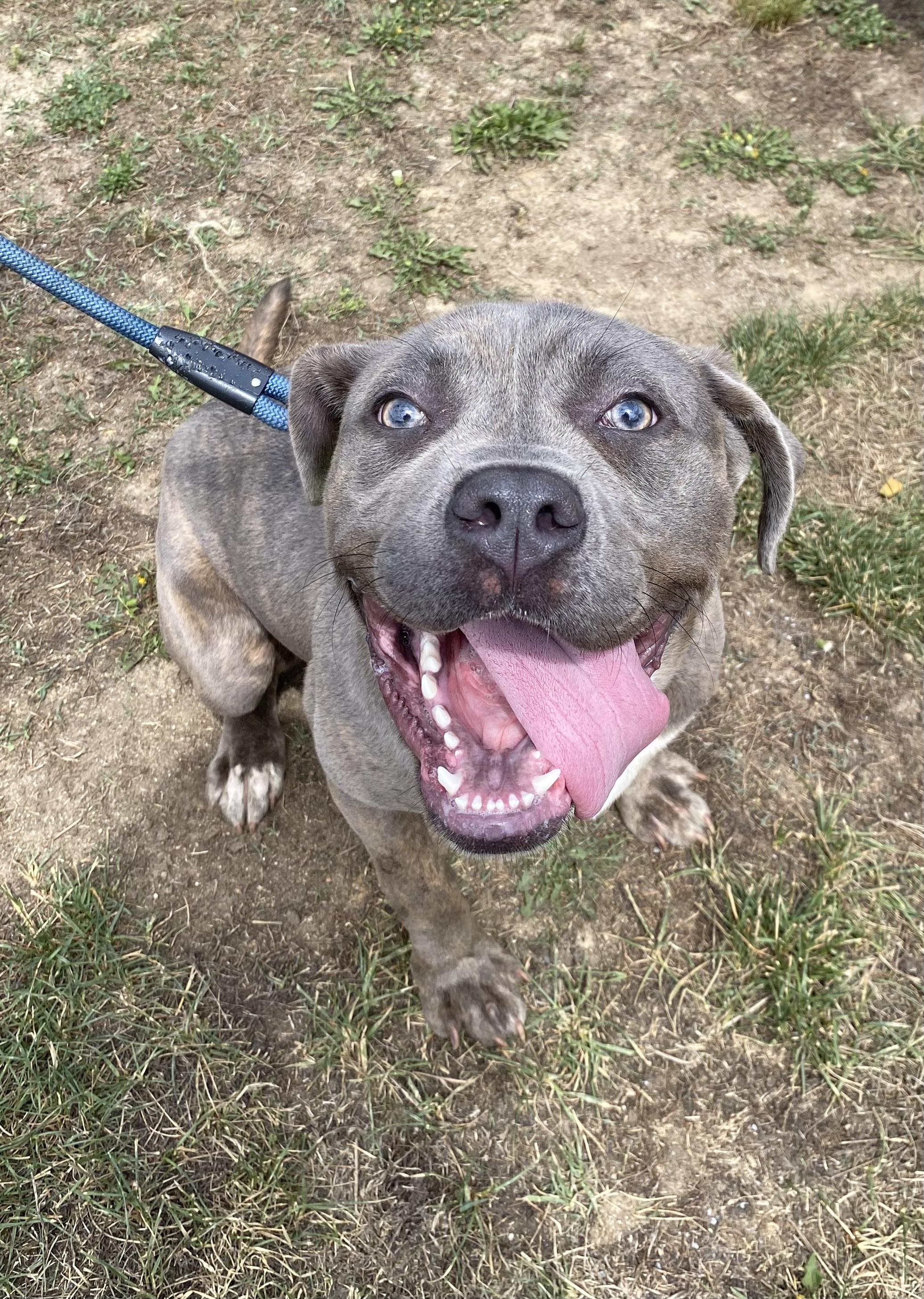 Ash, a ADOPTABLE mixed breed in King George, VA image 3/3