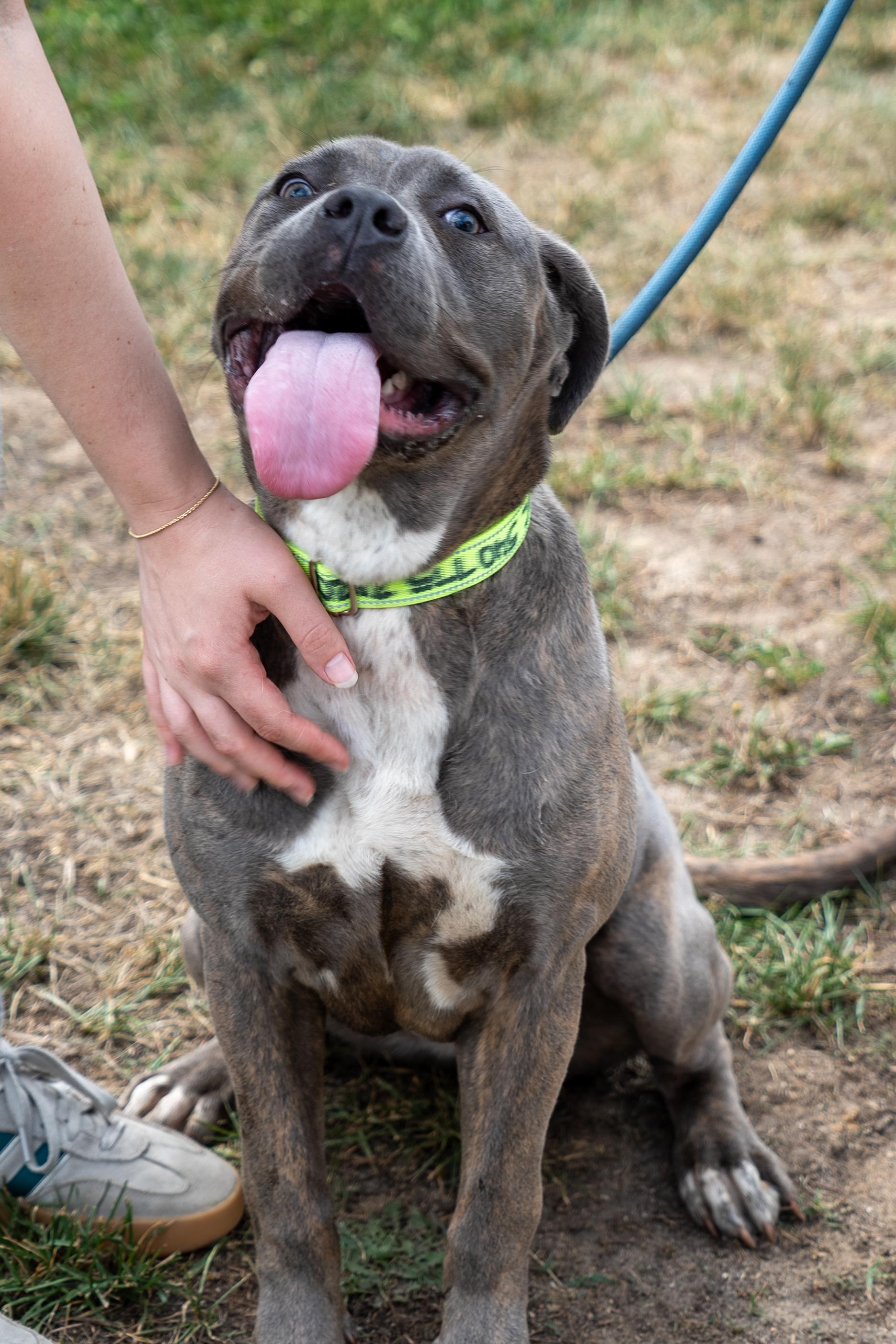 Ash, a ADOPTABLE mixed breed in King George, VA image 2/3