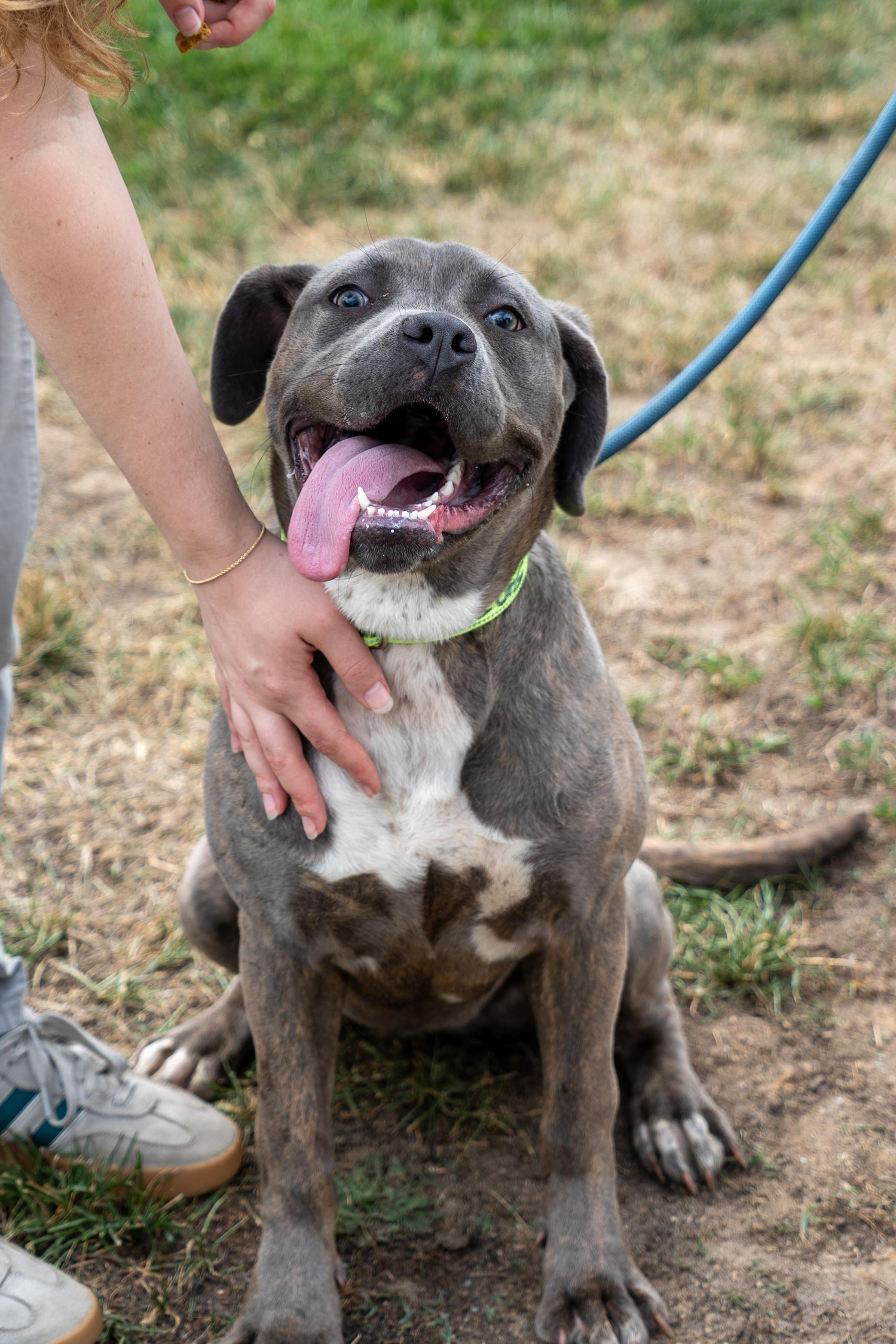 Ash, ADOPTABLE, Puppy Female Neapolitan Mastiff & Pit Bull Terrier.