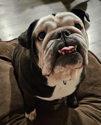 Enlarge MR. BENTLEY, a ADOPTABLE English Bulldog in Bonney Lake, WA image 3/3