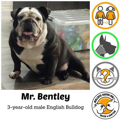MR. BENTLEY, ADOPTABLE, Adult Male English Bulldog.