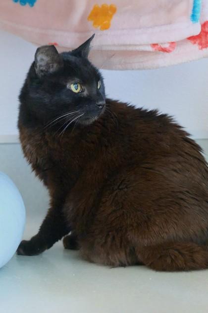Sweetie Pie, a Adoptable mixed breed in Roseville, CA image 1/3