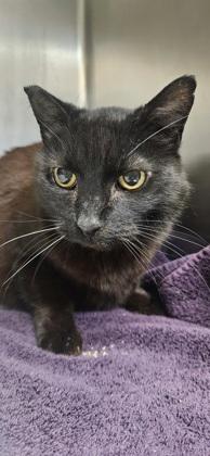 Sweetie Pie, a Adoptable mixed breed in Roseville, CA image 2/3