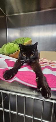 Sweetie Pie, Adoptable, Senior Female Domestic Short Hair & Domestic Short Hair.