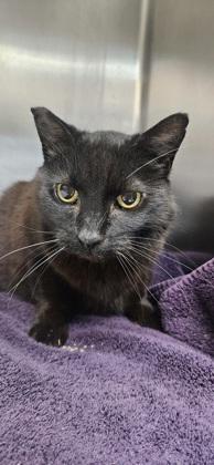 Enlarge Sweetie Pie, a Adoptable mixed breed in Roseville, CA image 2/2