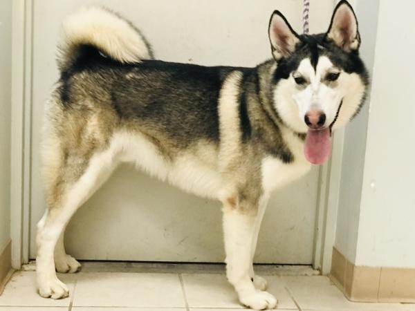 Hudson, Adoptable, Adult Male Siberian Husky.