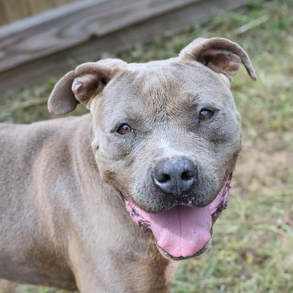 Icey, Adoptable, Young Male Pit Bull Terrier & Boxer.